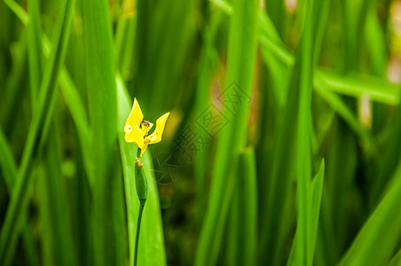 irspeudacors小黄色的花朵图片