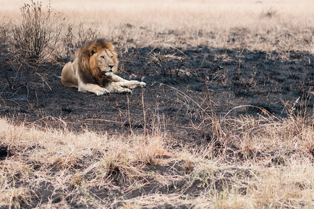 躺在草原上在坦萨尼亚州serngti公园发生小场野火后雄狮躺在被烧毁的田地上背景