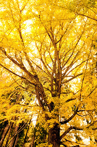 秋天的ginko树黄叶图片