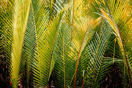 热带马格罗夫森林的棕榈树或尼帕红绿叶图片