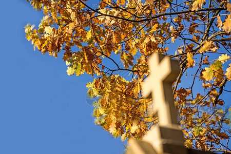 枫树下教堂的十字架图片