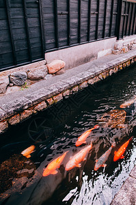 五颜六色的锦鲤鱼儿在池塘里游动鱼儿在水面下游动图片