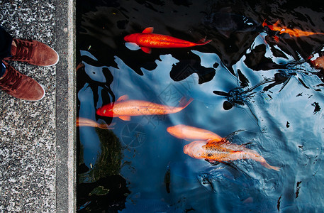 五颜六色的锦鲤鱼儿在池塘里游动鱼儿在水面下游动图片