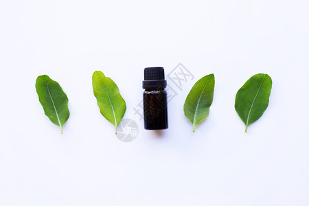 eucalypts油瓶白底有eucalypts叶子图片