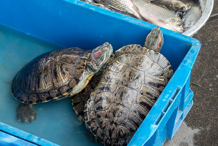 海龟和鱼的容器在天津海河捕获后出售背景