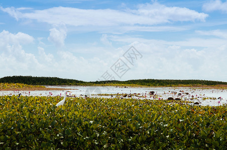 白埃格雷特在Talynoi绿地的海鸟在泰国法塔隆的Songkhla湖中拉马萨湿地保留着Songkhla湖图片