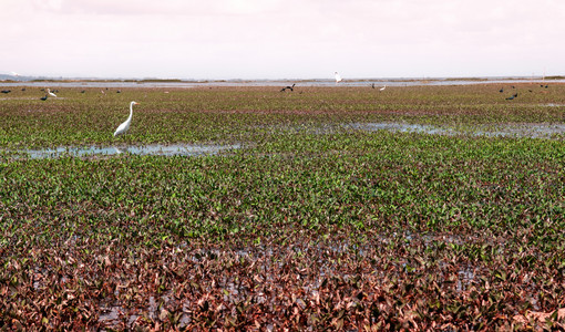 白埃格雷特在Talynoi绿地的海鸟在泰国法塔隆的Songkhla湖中拉马萨湿地保留着Songkhla湖图片