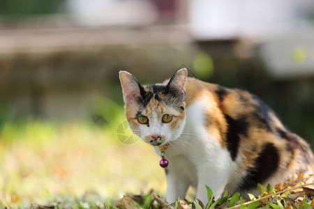 爱打瞌睡的猫咪背景