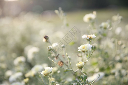 花园中的小白花背景图片