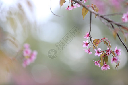 漂亮的粉色樱花图片