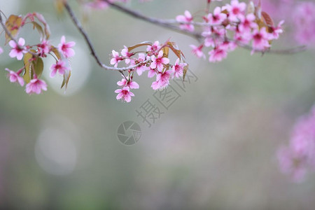 漂亮的粉色樱花图片