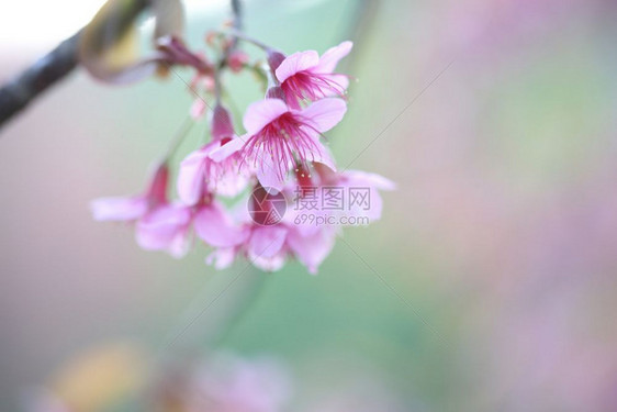 樱花粉红图片