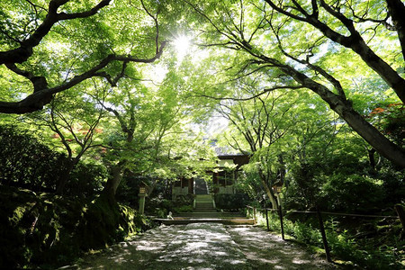 绿色花园树上的日本人步行道图片