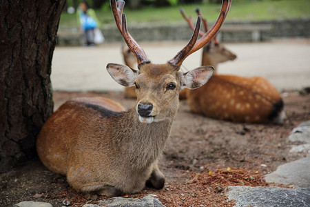 纳拉城日本野鹿图片