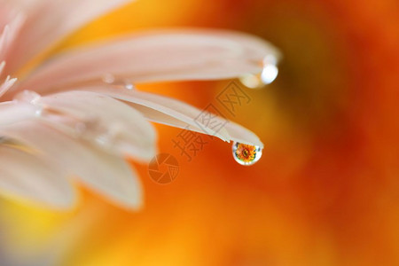 带雨滴的梅花图片