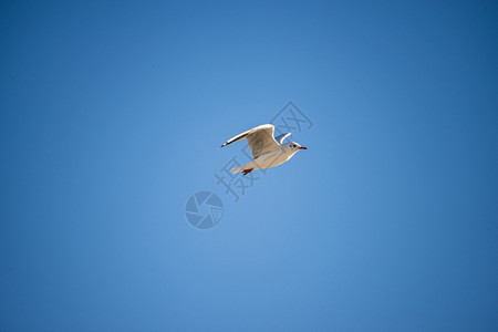 黑头海鸥飞行图片