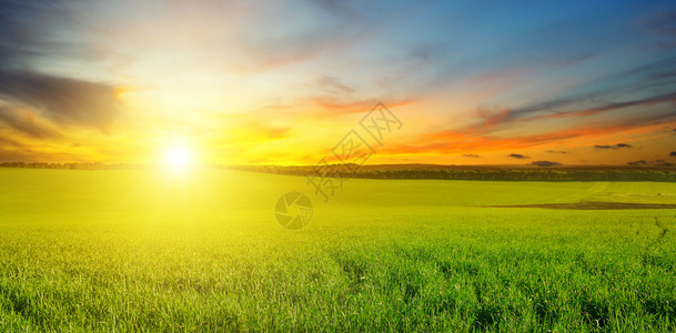 绿色的田野和蓝天空有光云地平线上是明亮的日出农业景观宽广的图片图片