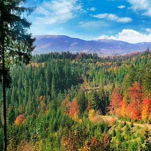 美丽的秋天风景明亮的黄树绿和红叶美丽的森林生长在喀尔巴阡山脉的斜坡上图片
