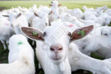 乌特勒支省杜奇沃登堡附近的乌勒支省农场附近的绿草地上白山羊图片