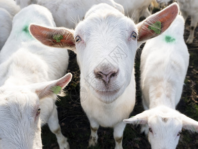 乌特勒支省杜奇沃登堡附近的乌勒支省农场附近的绿草地上白山羊图片