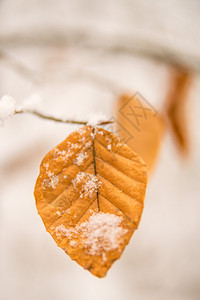 蜜叶上的雪自由的雪蜜高清图片