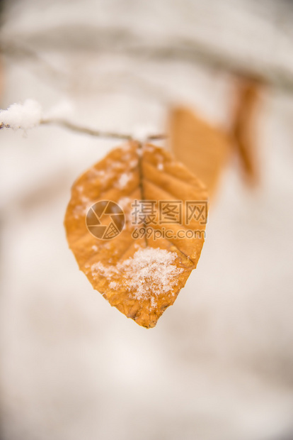 蜜叶上的雪帽图片