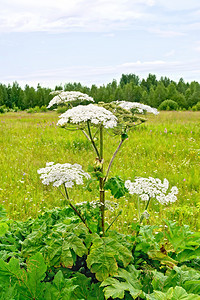 野外的花朵盛开雨伞的草魔野外索斯诺夫基图片