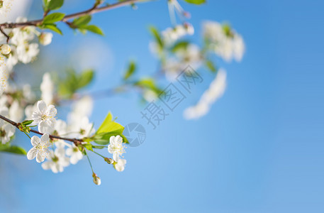 白樱花的美丽枝在蓝天空背景的下带有复制空间图片