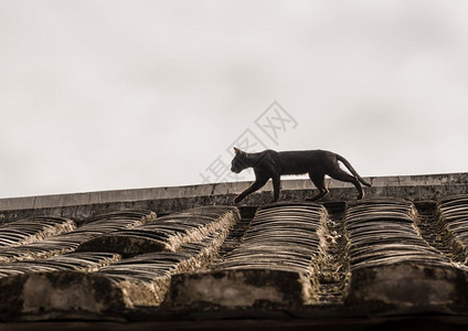 在Xiamen附近的usco遗产地点的Tulo屋顶上跟踪猫在Huanesco世界遗产地点的Tulo屋顶上跟踪猫图片