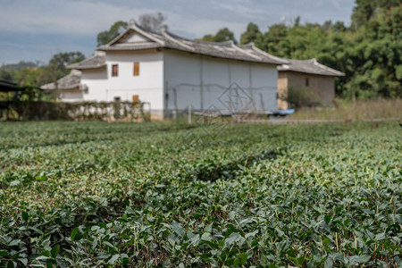 在Xiamen附近的usco遗产地在石屋周围种植茶叶树在Wanuesco世界遗产地Tul外的茶叶树丛图片