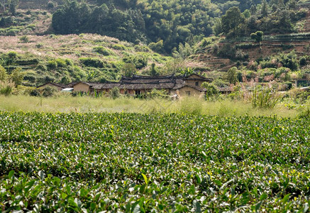 在Xiamen附近的usco遗产地在石屋周围种植茶叶树在Wanuesco世界遗产地Tul外的茶叶树丛图片