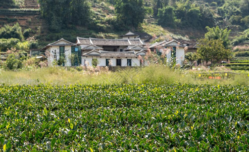 在Xiamen附近的usco遗产地点的Tulo周围的茶叶种植园在Huanesco世界遗产地点的Toul外的茶叶树丛图片