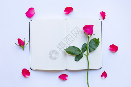 白背景上玫瑰的日记笔本情人节概念sday图片