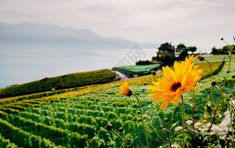 拉沃葡萄园梯田Swezrland在Vvey和Montreux附近的Chexbrs村的葡萄园梯田露台的黄色花朵其背景为湖原和山地传阅背景