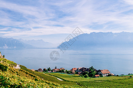 Swezrland在Vvey和Montreux附近的cbrs村的chxbrs村的宽阔绿葡萄园梯田背景著名的葡萄园和酒胜地有湖原和图片