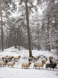 绵羊在雪中冬季林之间在乌特勒支附近图片