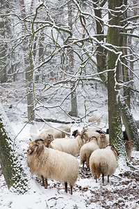 绵羊在雪中冬季林之间在乌特勒支附近图片