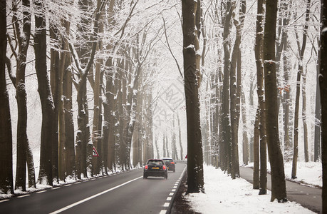 冬季雪林公路上的汽车图片