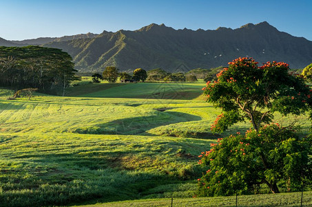 在Kaui童话故事风景上可以看到naPli山脉的花朵图片