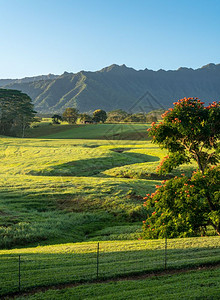 在Kaui童话故事风景上可以看到naPli山脉的花朵图片