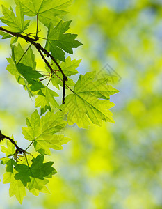 抽象背景的绿树叶图片