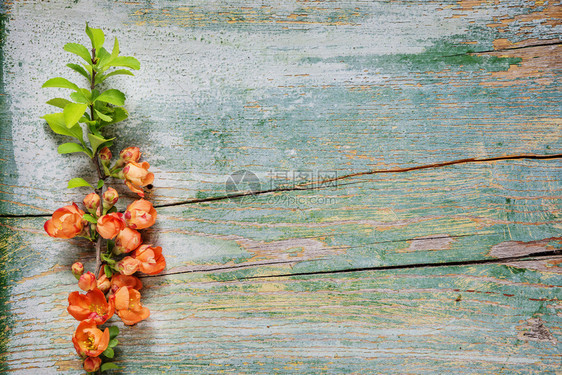 红色花朵覆盖着夏诺美丽雅波尼卡分支的古漆蓝色板状的抽象春季背景图片