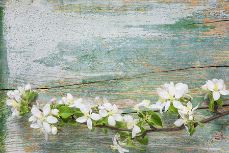 白色花朵覆盖着开苹果树枝分支的旧漆蓝板抽象春季背景图片