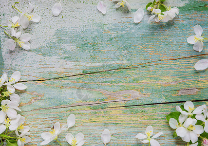 白苹果花框的旧漆蓝板抽象春季背景图片