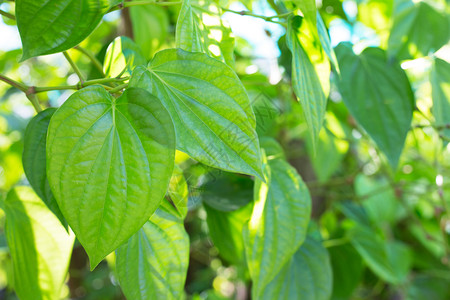 绿白菜叶新鲜的管道虫图片