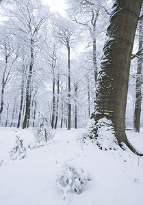 在奥斯特利茨和雪中覆盖的乌斯泰利茨附近在乌斯特利茨和被雪覆盖的乌特利什附近在乌斯特利茨和什附近在乌特勒支的豪林中图片