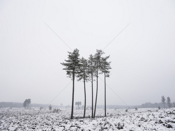 严冬风景中的一小群松树这些位于荷兰河边的乌特勒希附近有少量松树图片
