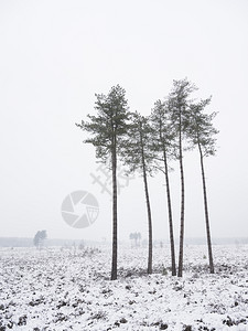 严冬风景中的一小群松树这些位于荷兰河边的乌特勒希附近有少量松树图片