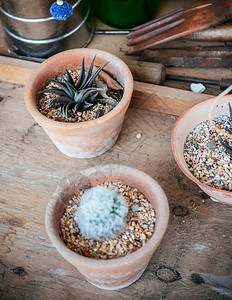沙漠植物绿色辅助石头园艺用木制工具装饰的家庭图片