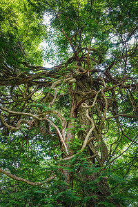 JapnNiko植物园的幻想树图片